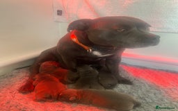 Staffordshire Bull Terrier dogs for sale: 🏆  GRAND CHAMPION Staffordshire Bull Terrier Pups - Image 17