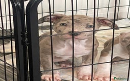 American Bully dogs for sale: Standard bully puppies ready to go - Image 5