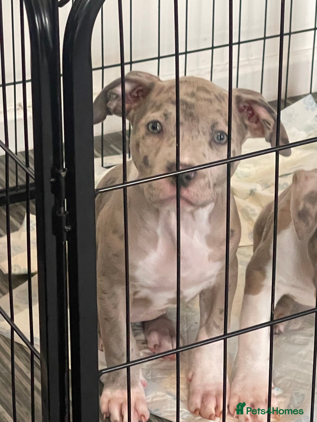 American Bully dogs for sale: Standard bully puppies ready to go - Image 5