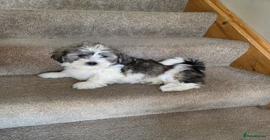 Shih Tzu dogs - Advert 1