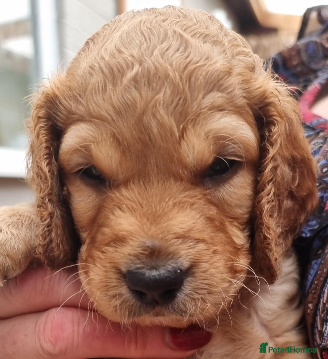 Cockapoo dogs for sale: Cockapoo's - Image 38