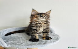 Maine Coon cats for sale: Pedigree maine coon kittens ❤️‍🔥❤️‍🔥❤️‍🔥 - Image 1