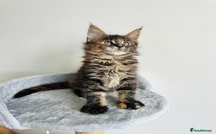 Maine Coon cats - Advert 3