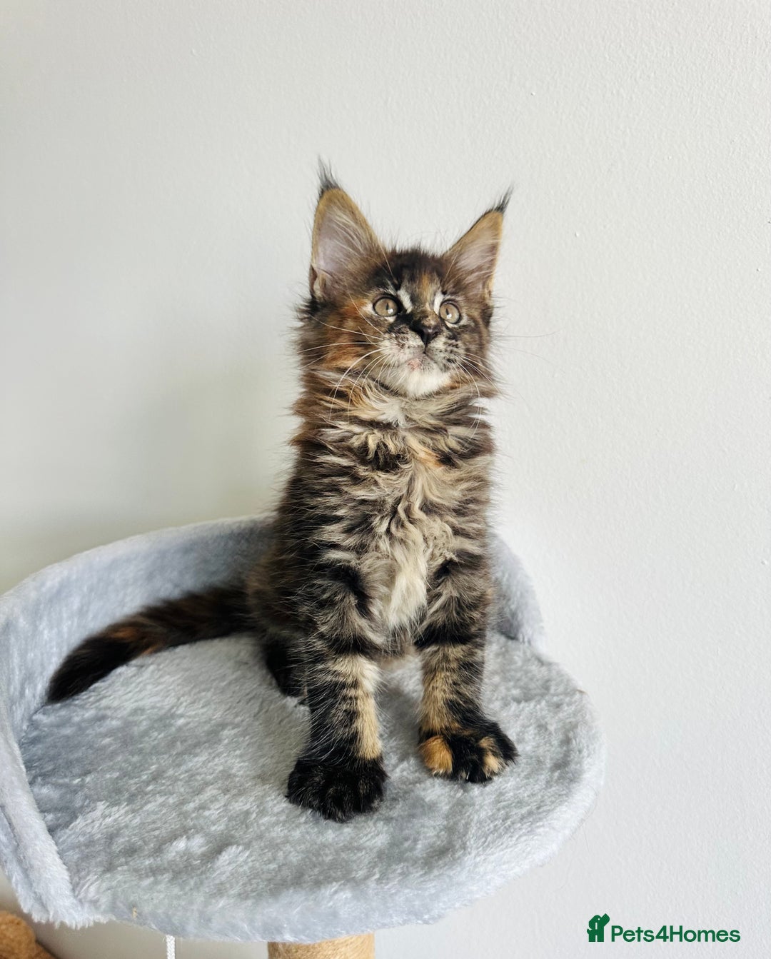 Maine Coon cats for sale: Pedigree maine coon kittens ❤️‍🔥❤️‍🔥❤️‍🔥 - Image 1
