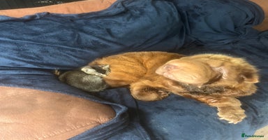 Mixed Breed cats - Advert 10