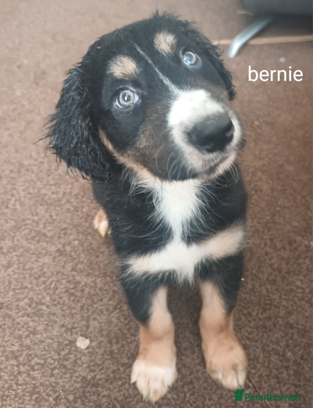 Mixed Breed dogs for sale: Collie x mixed hound puppies - Image 10