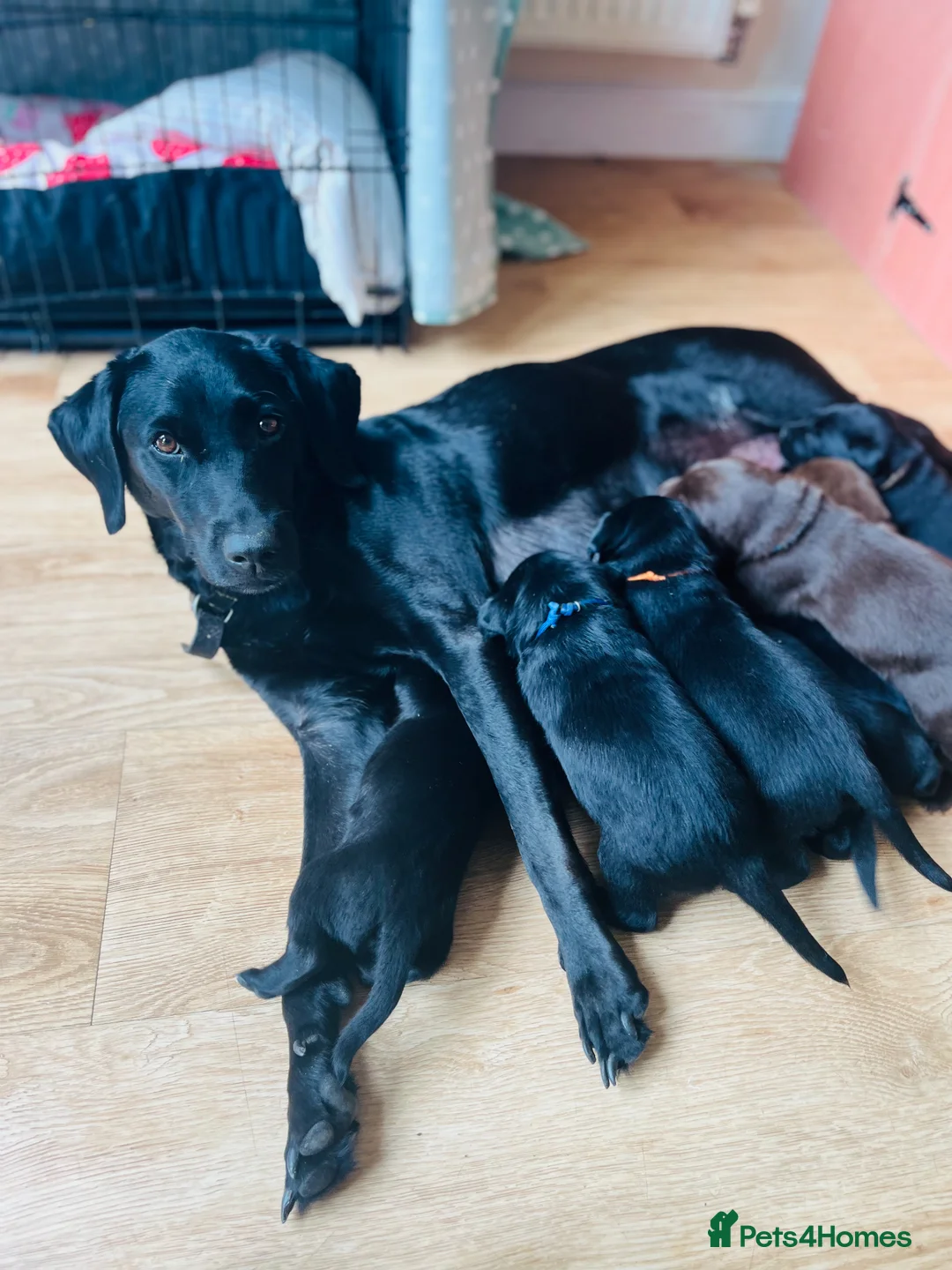Labrador Retriever dogs for sale: KC Labrador Puppies – Exceptional Temperaments - Advert 1