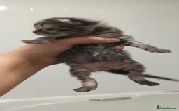 Mixed Breed cats for sale: 5 mixed breed kittens looking for new homes  - Image 2