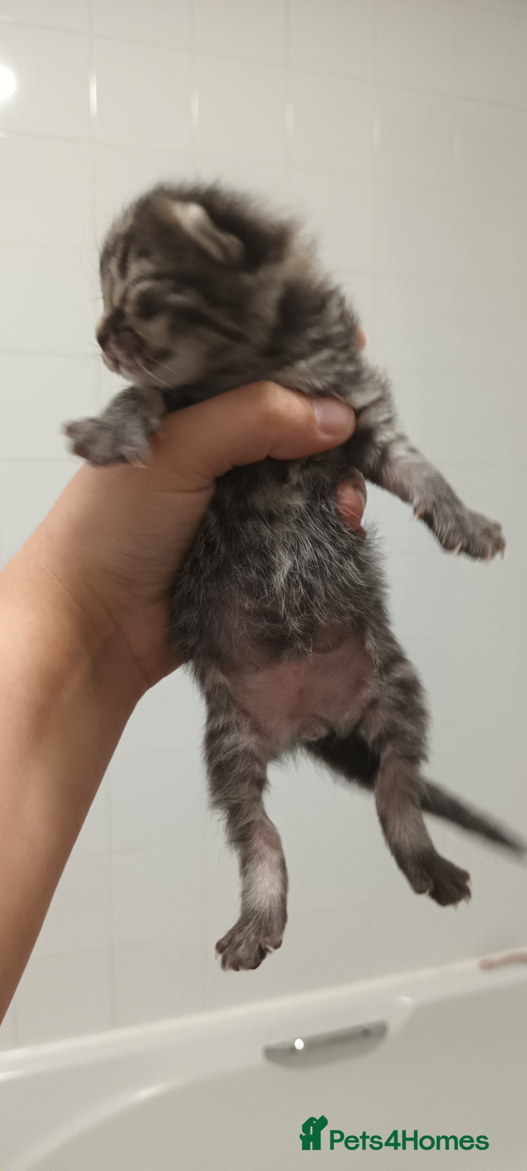 Mixed Breed cats for sale: 5 mixed breed kittens looking for new homes  - Image 2