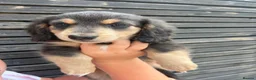 Miniature Dachshund dogs for stud: Long Haired Miniature Blue and Tan Stud - Advert 5