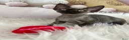 Devon Rex cats for sale:  Affectionate kittens - Advert 6