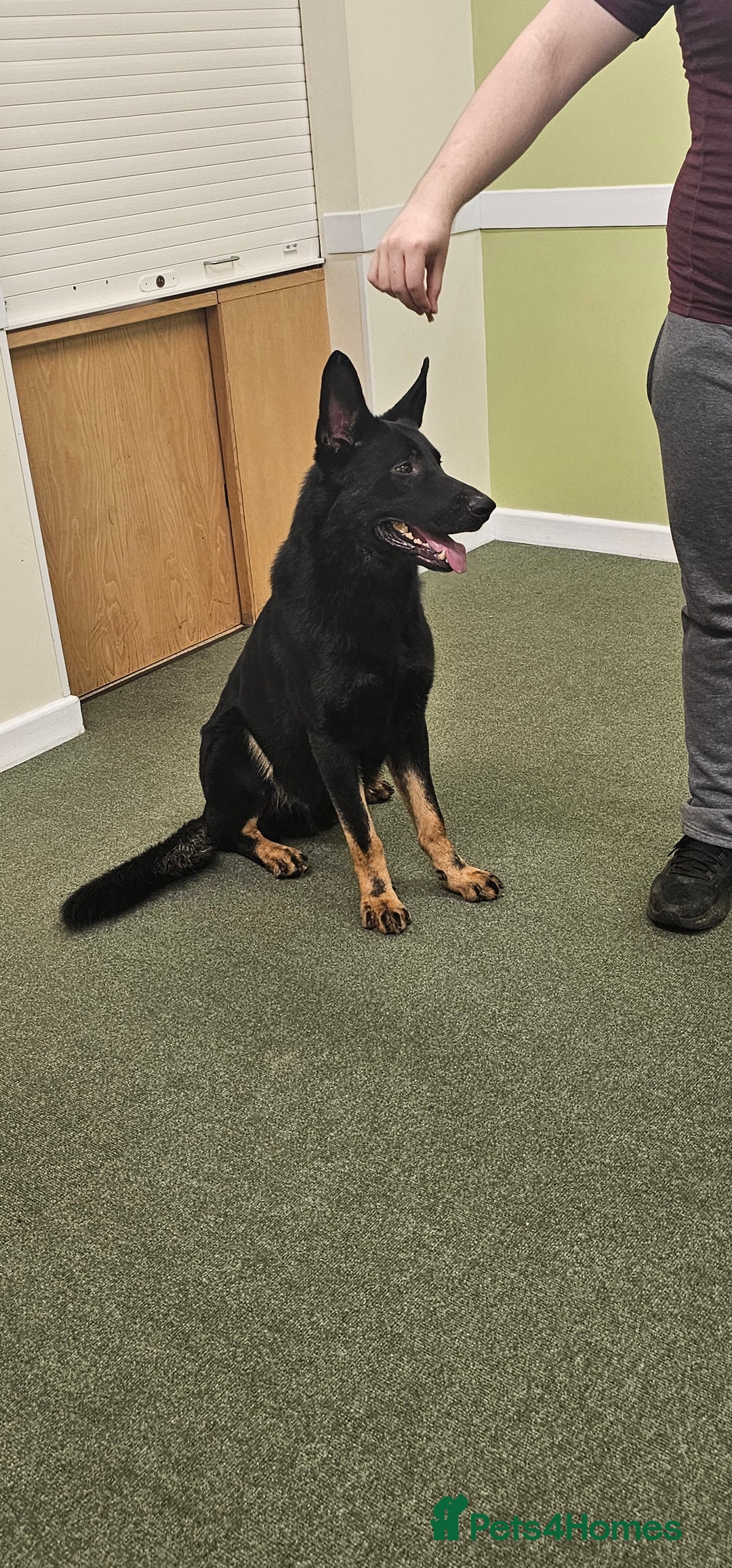 German Shepherd dogs for stud: King Shere khan von shepear at stud in Bedford - Image 1