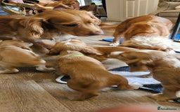 Cocker Spaniel dogs for sale: REDUCED: Last Show Cocker Spaniel Male 💚 - Image 25