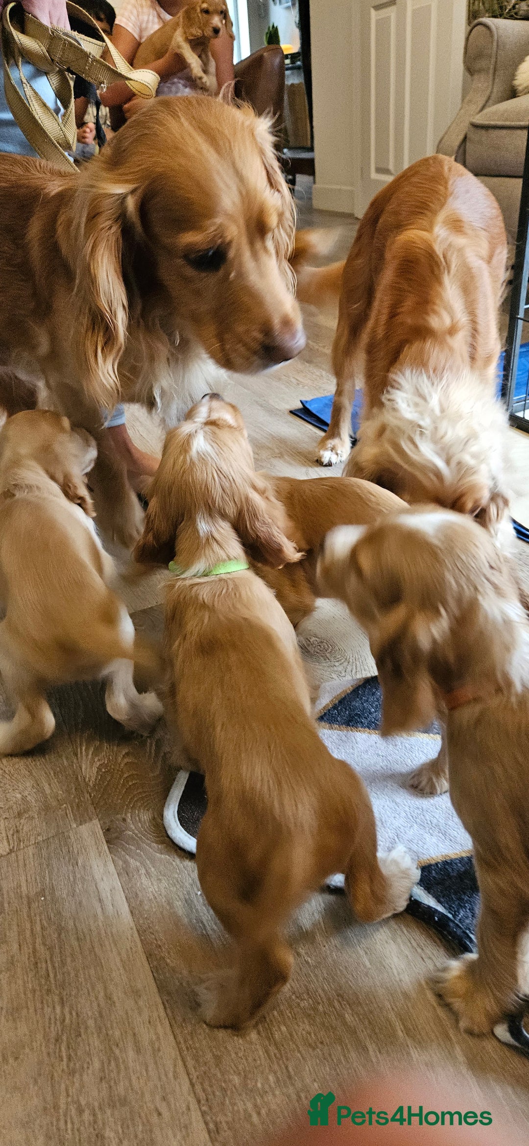 Cocker Spaniel dogs for sale: REDUCED: Last Show Cocker Spaniel Male 💚 - Image 25