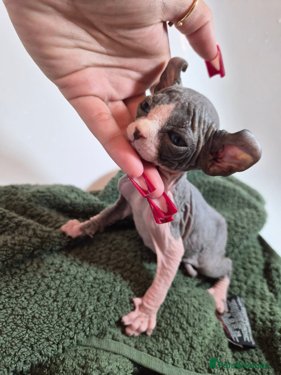 Sphynx cats for sale: Sphynx kittens  - Image 19