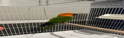 Conures birds for sale: Jenday conure  - Advert 1