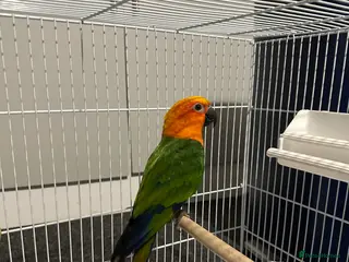 Conures birds Jenday conure - Advert 1