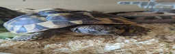 Tortoise reptiles for sale: Herman tortoises,vivarium and lamp.full set up - Advert 4