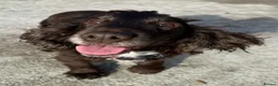 Cocker Spaniel dogs for adoption: Beautiful Coco wants a new loving forever home - Advert 1