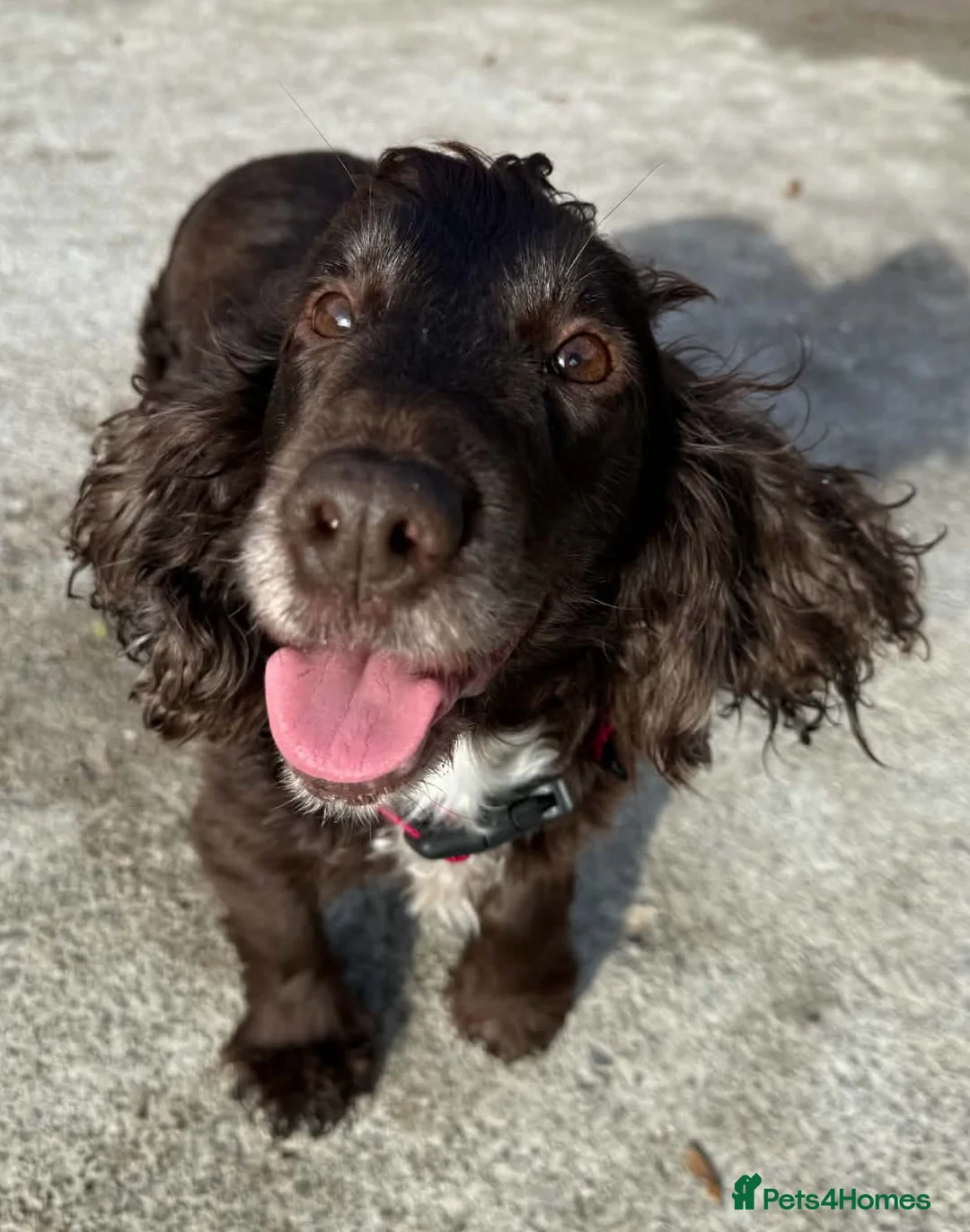 Cocker Spaniel dogs for adoption: Beautiful Coco wants a new loving forever home - Advert 1