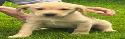 Labrador Retriever dogs for sale: Health Tested Labrador Pup - Advert 3