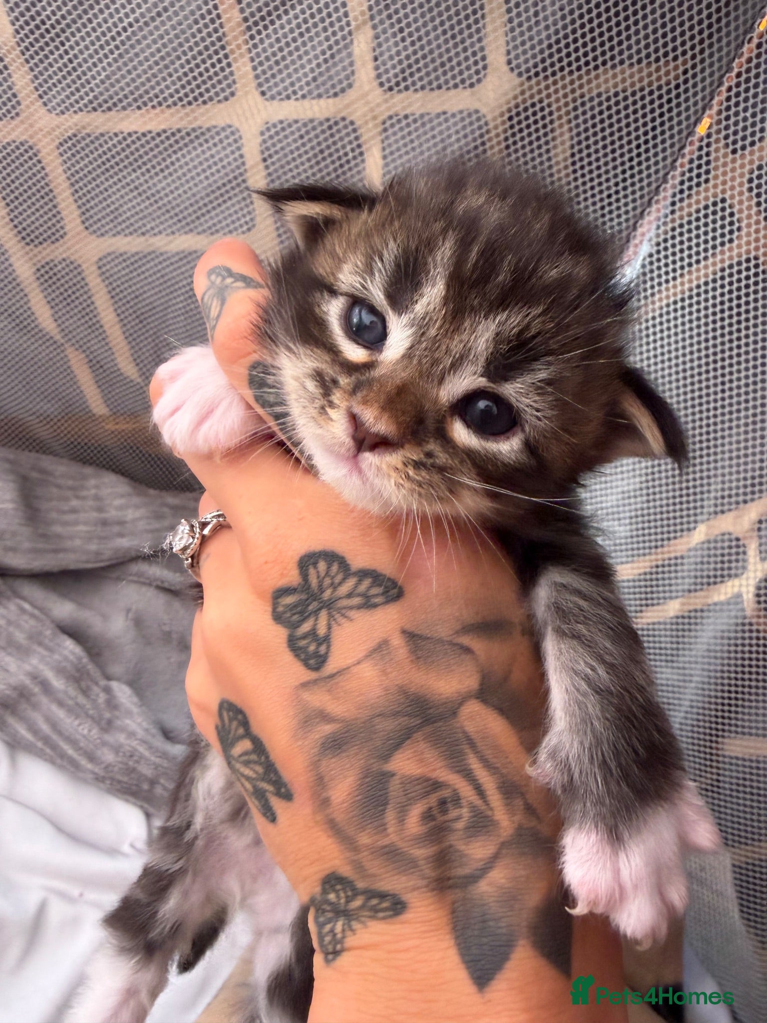 Maine Coon cats 🐾maine coon kittens - loving pet homes only🐾 - Advert 14