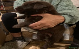 Newfoundland dogs for sale: ✨ Stunning Chocolate Newfoundland Puppies ✨ - Image 23