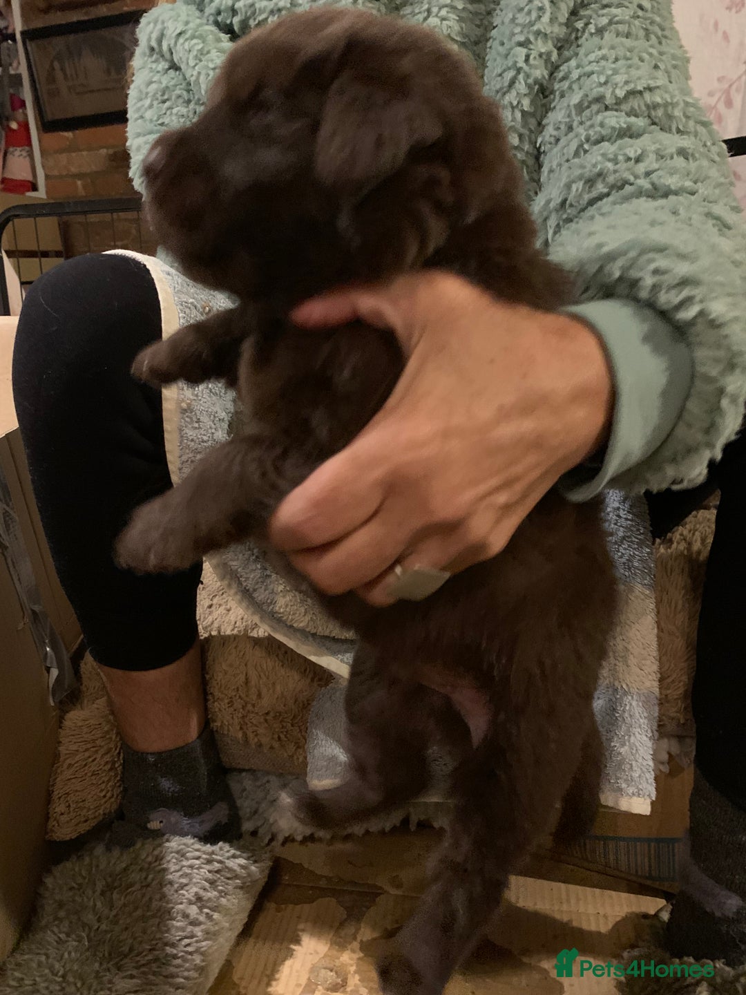 Newfoundland dogs for sale: ✨ Stunning Chocolate Newfoundland Puppies ✨ - Image 23