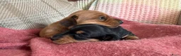 Miniature Dachshund dogs for sale: CHAMPION LINE KC REG & PRA CLEAR MINIS LOW COI - Advert 22