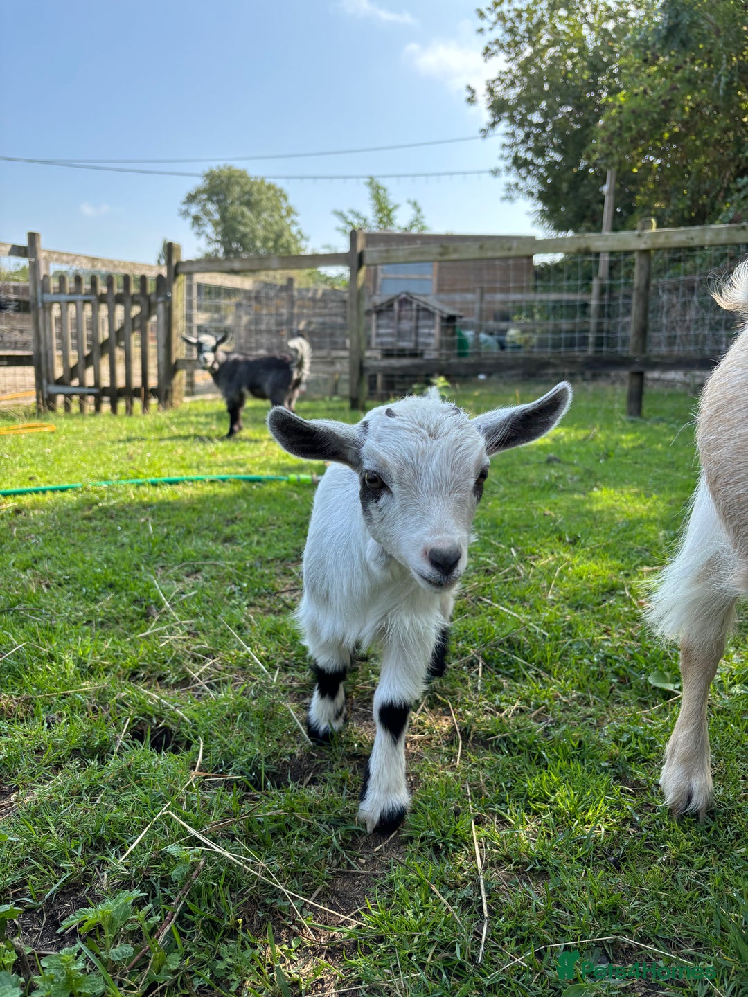 Goats livestock for sale: Three Pygmy goat kids looking for homes  - Image 4