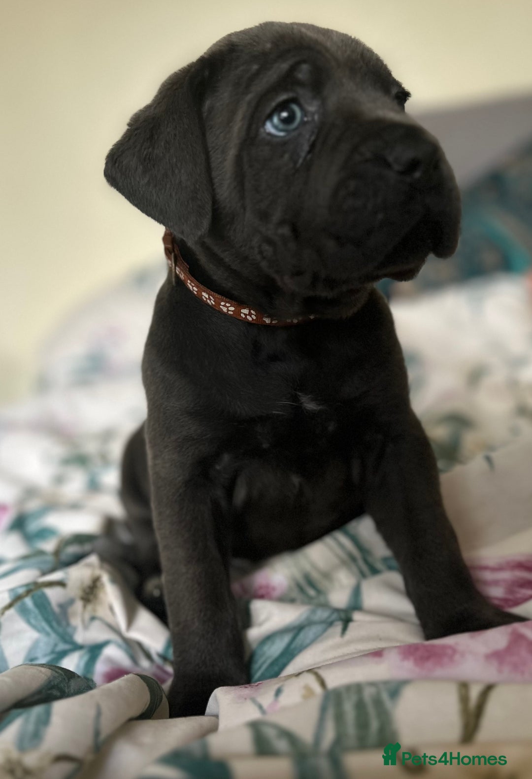 Cane Corso dogs for sale: Full bloodline Cane Corso Italiano FCI - Advert 5