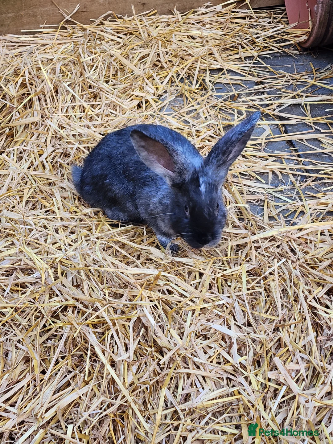 Continental Giant rabbits for sale: Continental Giant Babies - Advert 9