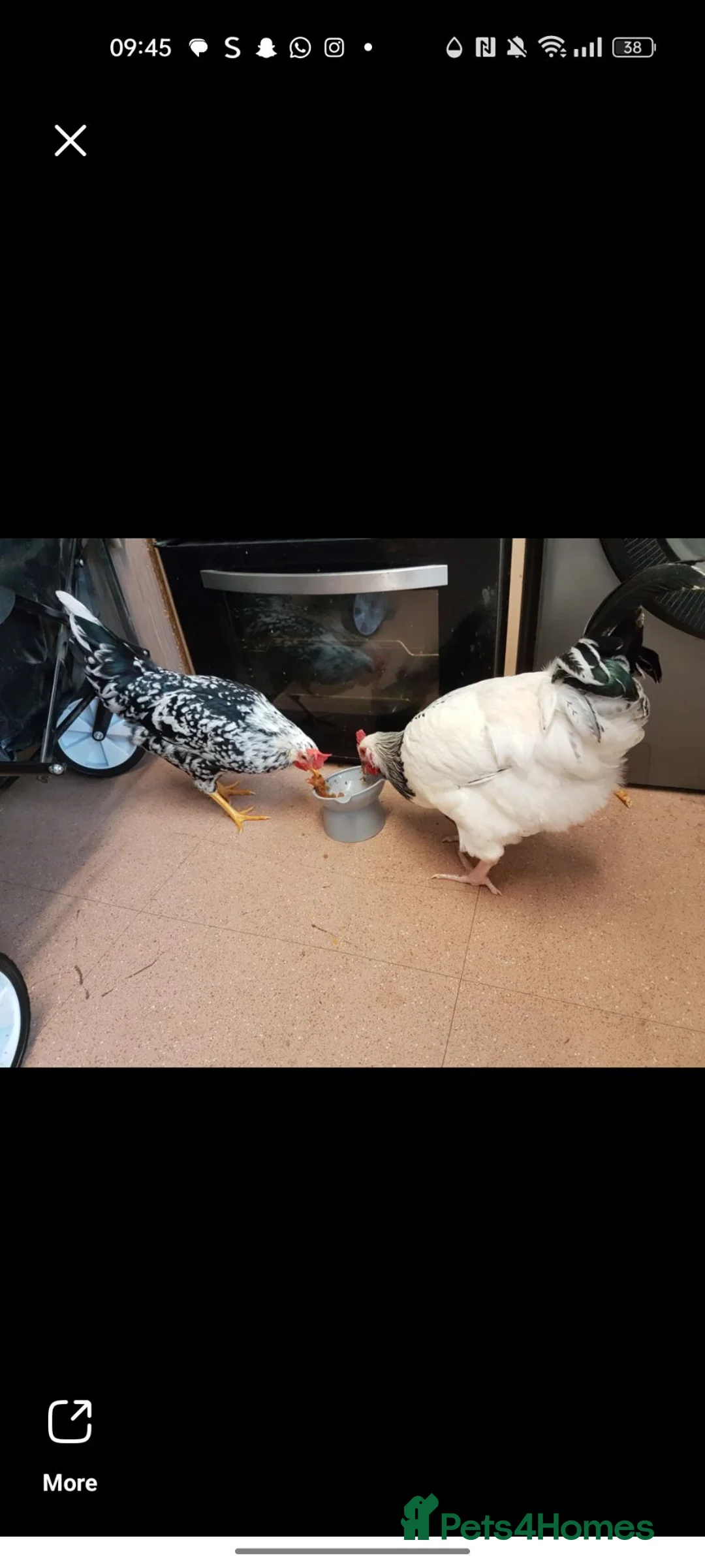 Chickens poultry for sale: Two roosters for sale 17 1/2 weeks old - Advert 2