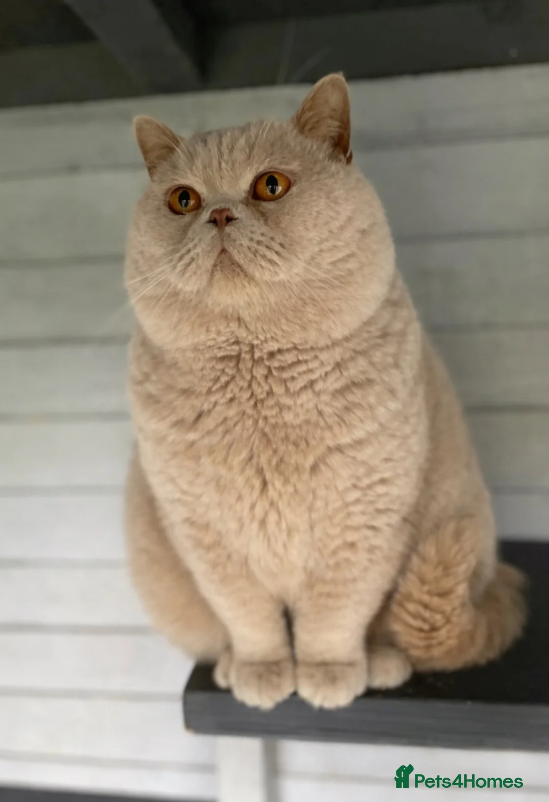 British Shorthair cats for stud: 🔥🧡 GCCF TICA FAWN STUD CARRYING CINNAMON  - Advert 1