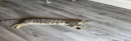 Domestic Shorthair cats for sale: Female Cat  🐾 - Advert 3