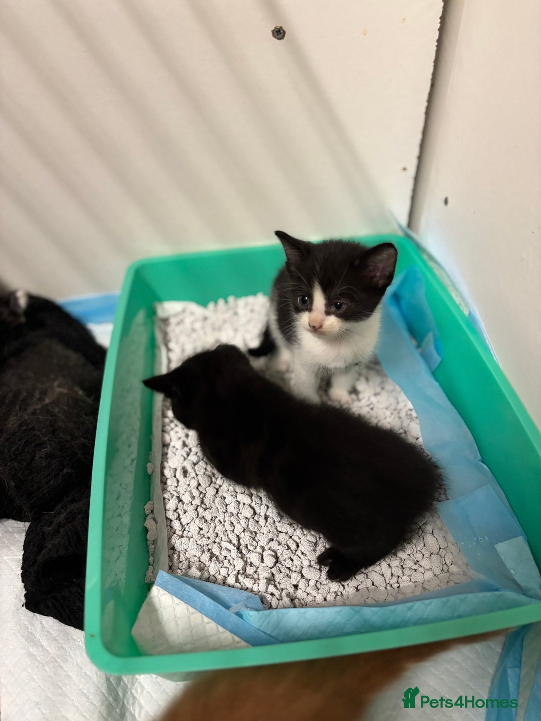 Bengal cats for sale: Bengal cross tabby kittens rare melanistic!!! - Image 3