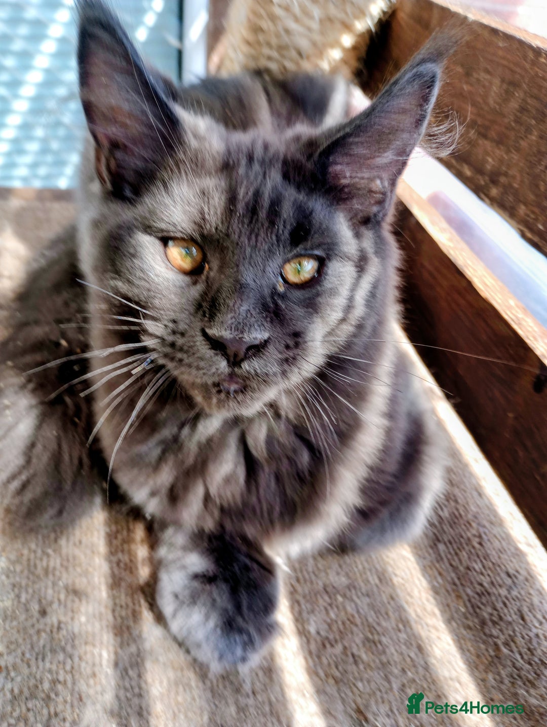 Maine Coon cats for sale: Maine coon purebred Xl - Image 1
