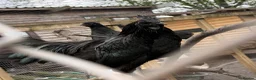 Chickens poultry for sale: Ayam cemani chicks  - Advert 4