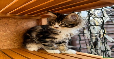 Maine Coon cats - Advert 12