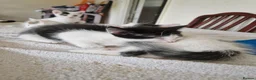 Mixed Breed cats for sale: Adorable kittens for sale  - Advert 4