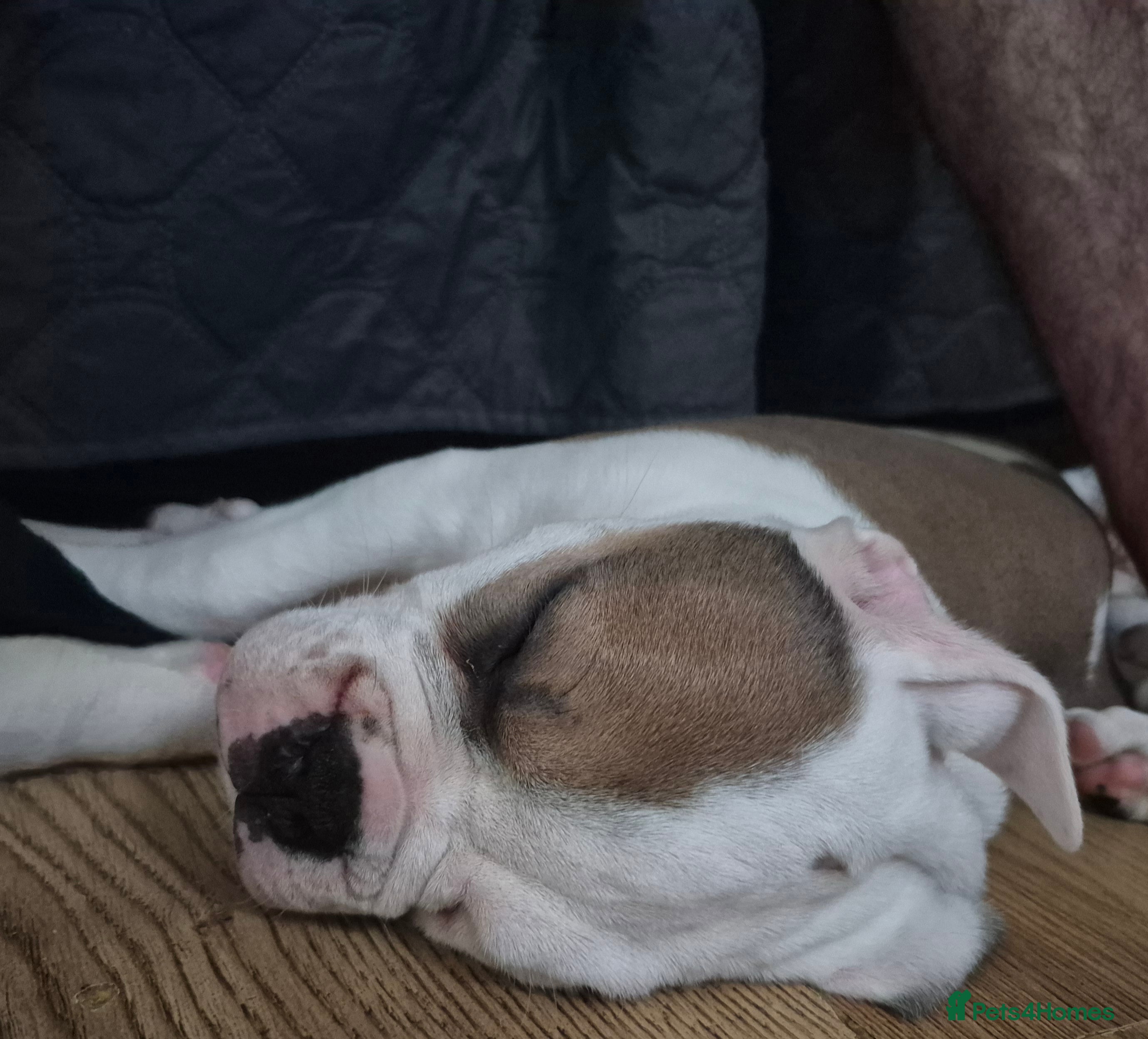 Dorset Olde Tyme Bulldogge dogs Dorset olde tyme bulldogs - Advert 1