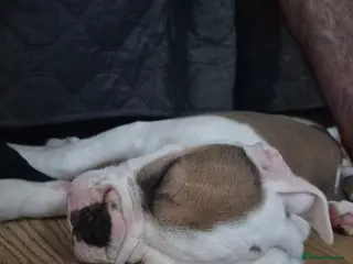 Dorset Olde Tyme Bulldogge dogs Dorset olde tyme bulldogs - Advert 1