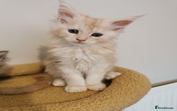 Maine Coon cats for sale: Full pedigree Maine Coon kittens for sale - Image 8