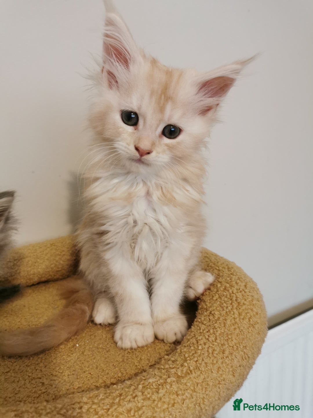 Maine Coon cats for sale: Full pedigree Maine Coon kittens for sale - Image 8