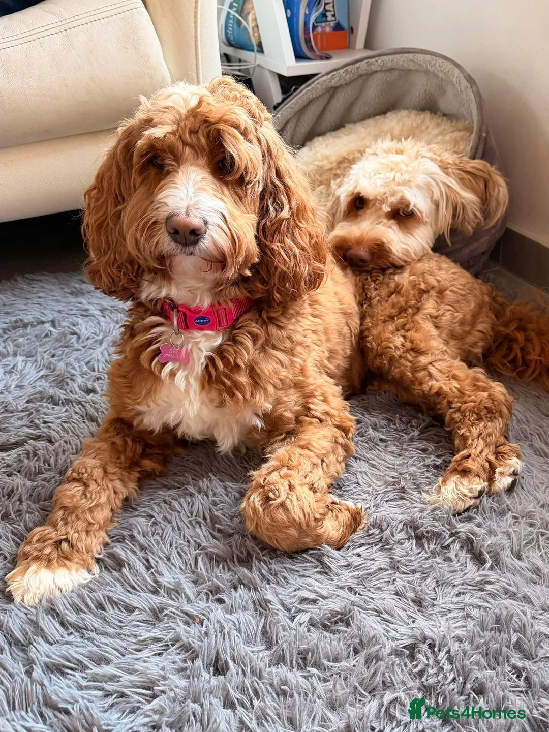 Australian Labradoodle dogs for sale: Australian Labradoodles - Advert 1