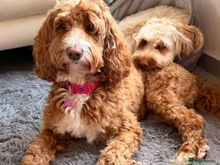 Australian Labradoodle dogs Australian Labradoodles - Advert 3