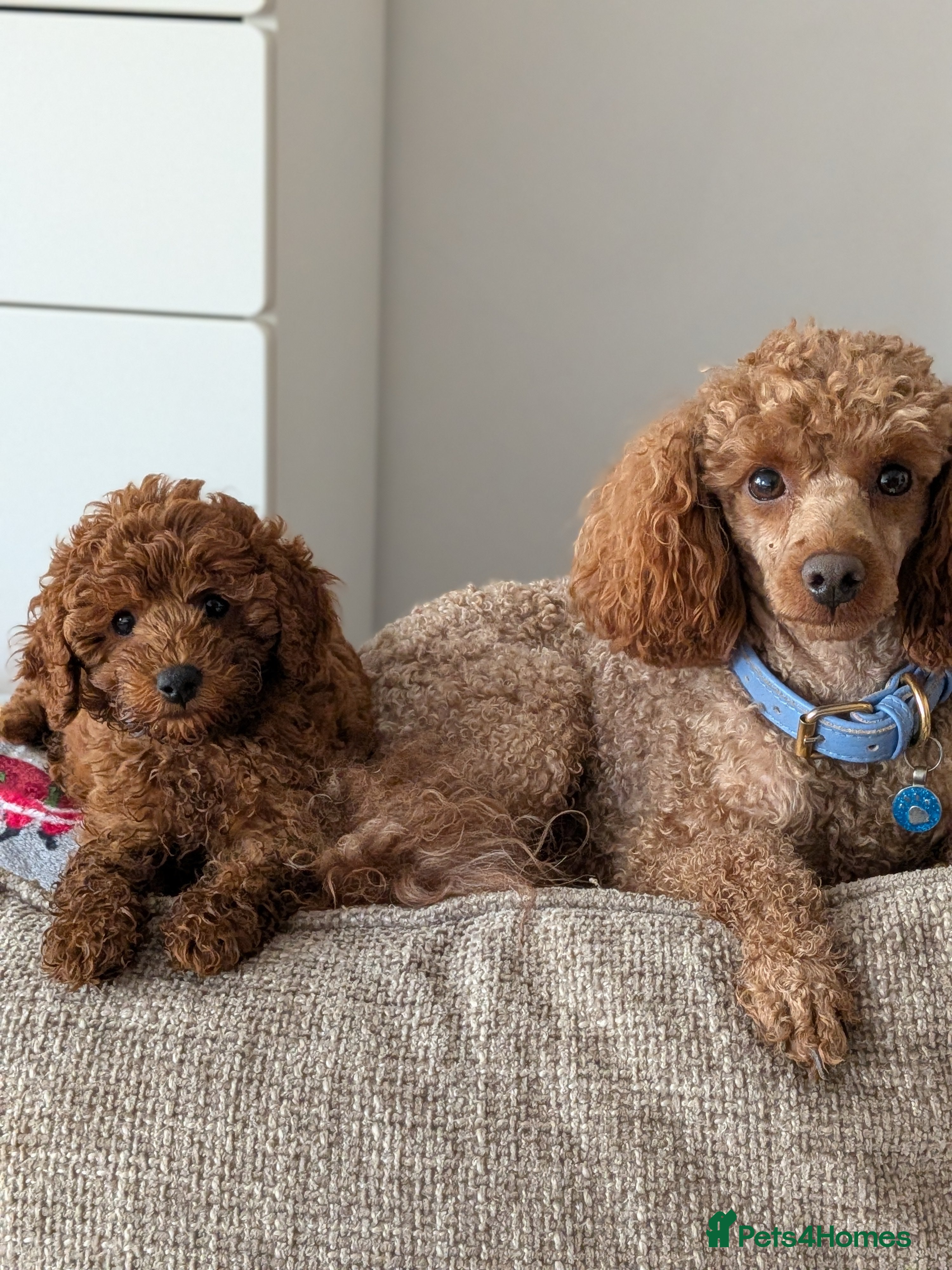 Miniature Poodle dogs Stunning proven KC health tested Red Stud - Advert 19