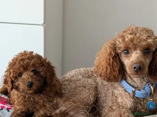 Miniature Poodle dogs Stunning proven KC health tested Red Stud - Advert 19