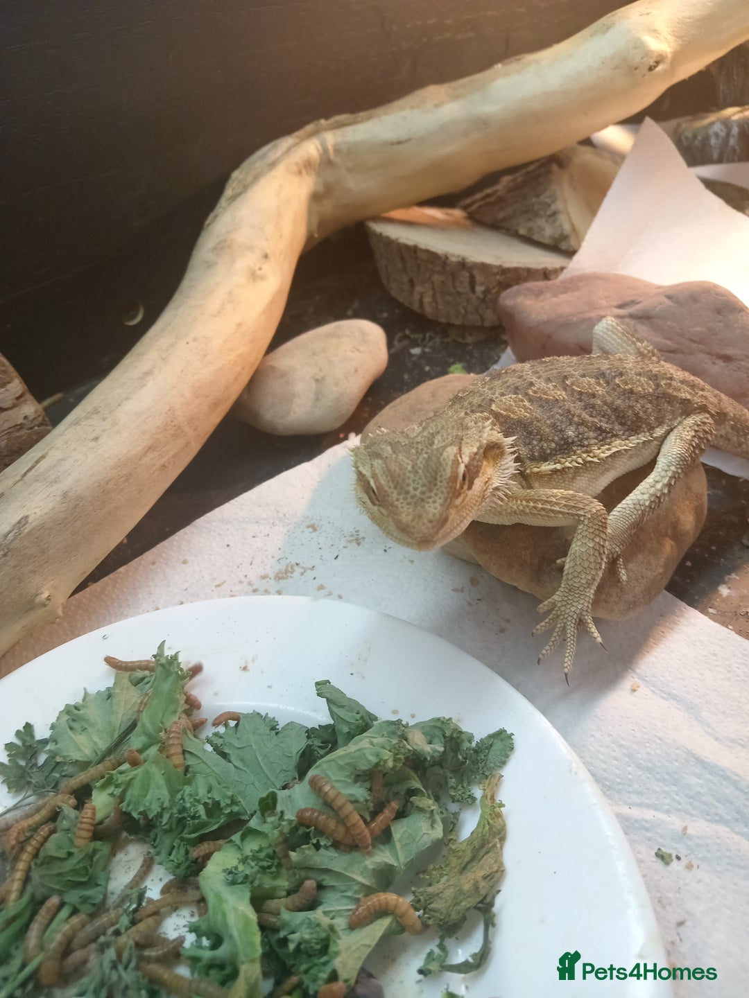 Bearded Dragon reptiles for sale: Rescued baby bearded dragon - Image 4