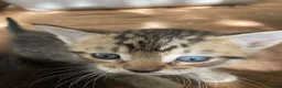 Mixed Breed cats for sale: Very pretty family friendly kittens.  - Advert 3